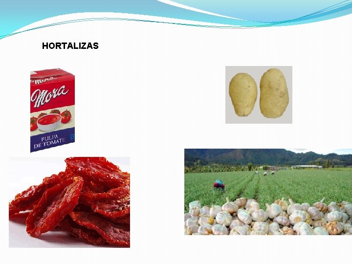 HORTALIZAS 