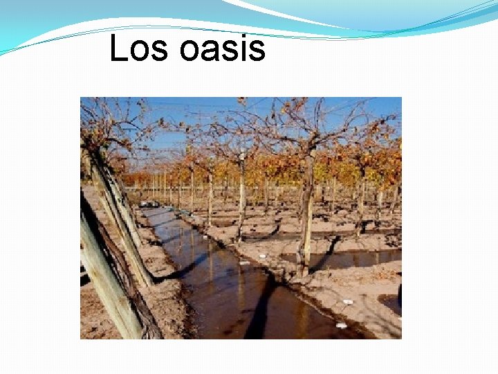 Los oasis 