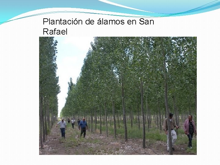 Plantación de álamos en San Rafael 