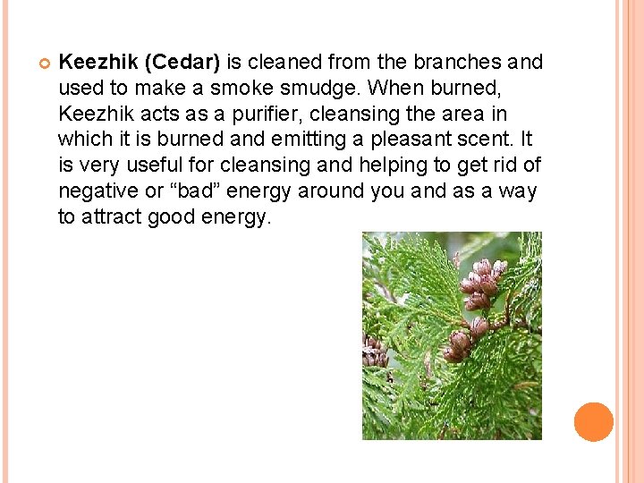  Keezhik (Cedar) is cleaned from the branches and used to make a smoke