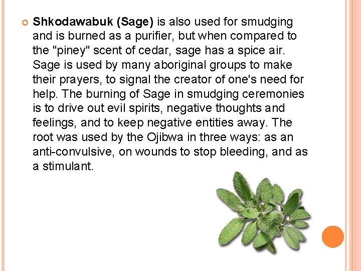  Shkodawabuk (Sage) is also used for smudging and is burned as a purifier,