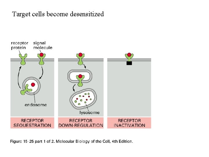Target cells become desensitized 