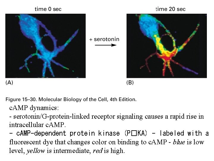 c. AMP dynamics: - serotonin/G-protein-linked receptor signaling causes a rapid rise in intracellular c.
