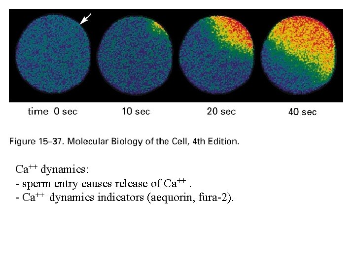 Ca++ dynamics: - sperm entry causes release of Ca++. - Ca++ dynamics indicators (aequorin,
