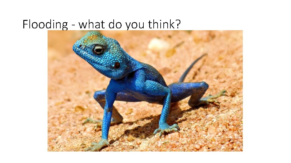 Flooding - what do you think? Flooding - what do you think?