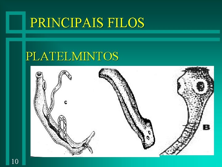 PRINCIPAIS FILOS PLATELMINTOS 10 