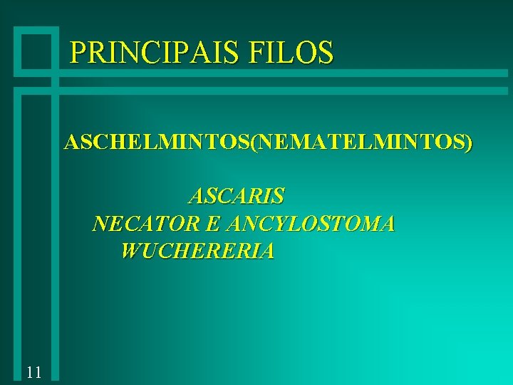 PRINCIPAIS FILOS ASCHELMINTOS(NEMATELMINTOS) ASCARIS NECATOR E ANCYLOSTOMA WUCHERERIA 11 