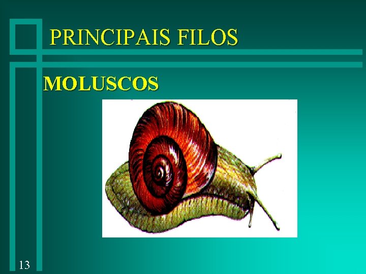 PRINCIPAIS FILOS MOLUSCOS 13 