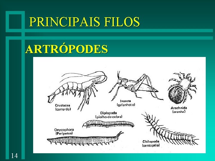 PRINCIPAIS FILOS ARTRÓPODES 14 