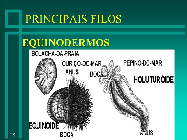 PRINCIPAIS FILOS EQUINODERMOS 15 