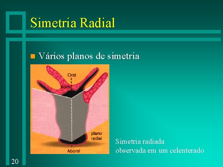 Simetria Radial n Vários planos de simetria Simetria radiada observada em um celenterado 20