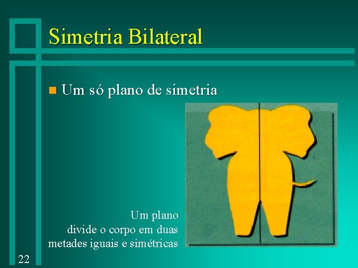 Simetria Bilateral n Um só plano de simetria Um plano divide o corpo em