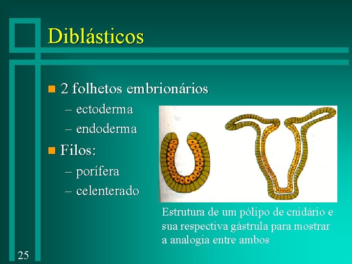 Diblásticos n 2 folhetos embrionários – ectoderma – endoderma n Filos: – porífera –