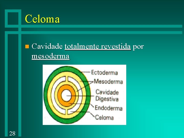 Celoma n 28 Cavidade totalmente revestida por mesoderma 