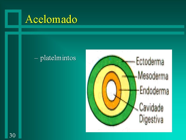 Acelomado – platelmintos 30 