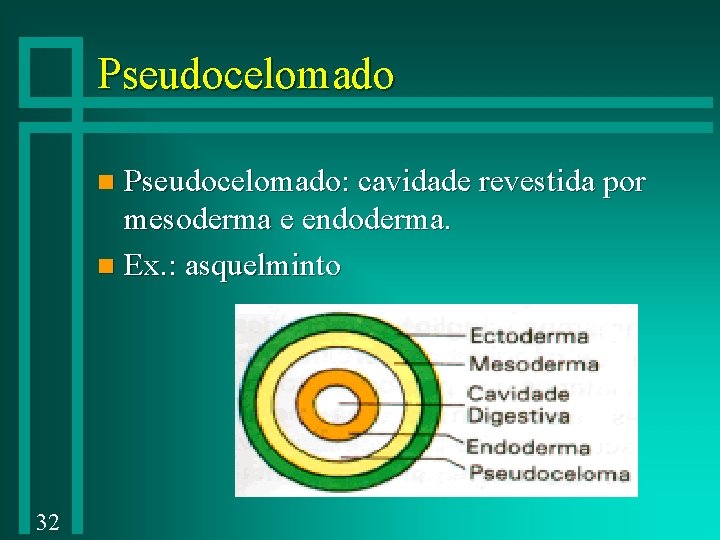 Pseudocelomado: cavidade revestida por mesoderma e endoderma. n Ex. : asquelminto n 32 