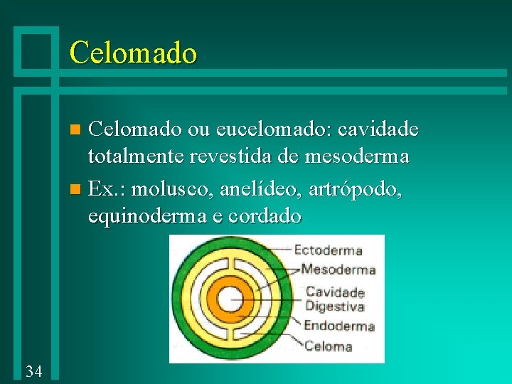 Celomado ou eucelomado: cavidade totalmente revestida de mesoderma n Ex. : molusco, anelídeo, artrópodo,
