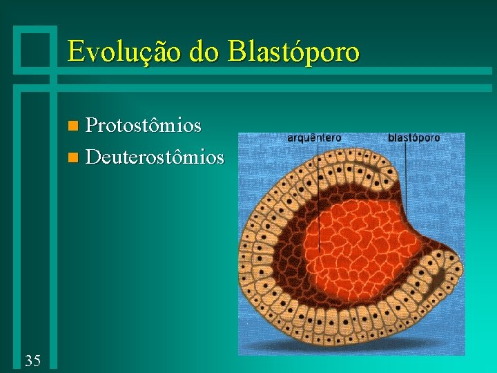 Evolução do Blastóporo Protostômios n Deuterostômios n 35 