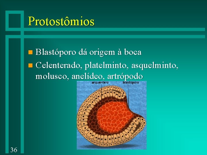 Protostômios Blastóporo dá origem à boca n Celenterado, platelminto, asquelminto, molusco, anelídeo, artrópodo n