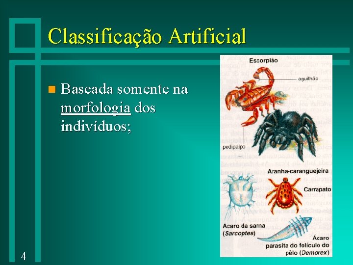 Classificação Artificial n 4 Baseada somente na morfologia dos indivíduos; 