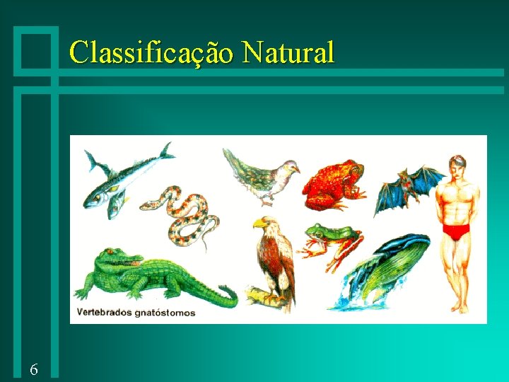 Classificação Natural 6 