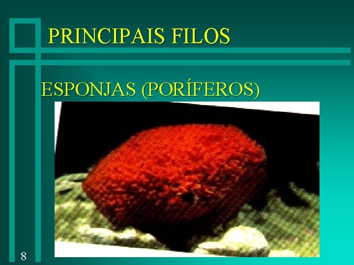 PRINCIPAIS FILOS ESPONJAS (PORÍFEROS) 8 