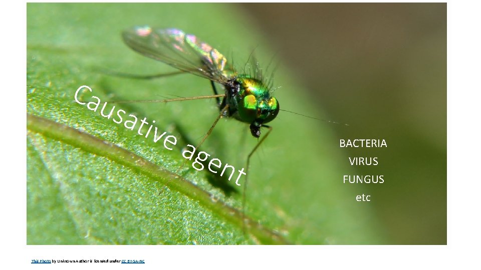 Cau sat ive This Photo by Unknown Author is licensed under CC BY-SA-NC age