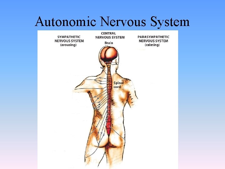 Autonomic Nervous System 