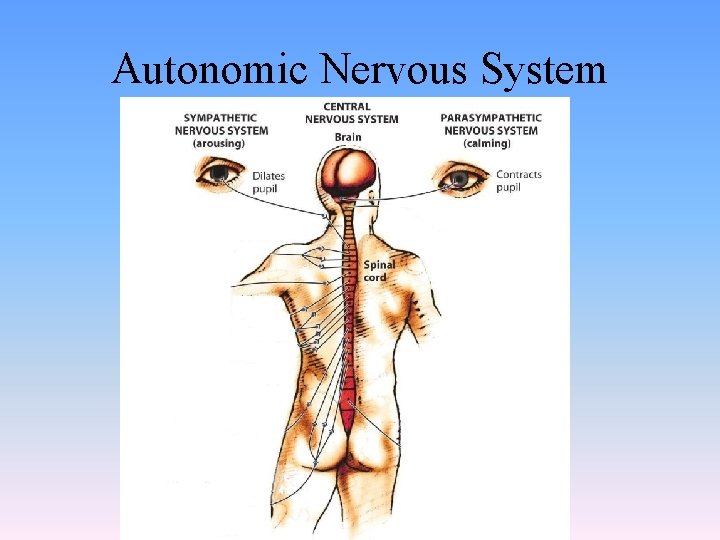 Autonomic Nervous System 