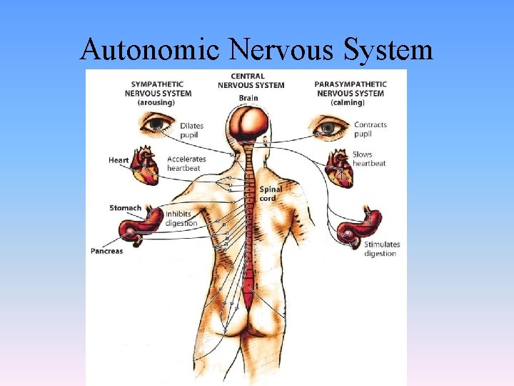 Autonomic Nervous System 