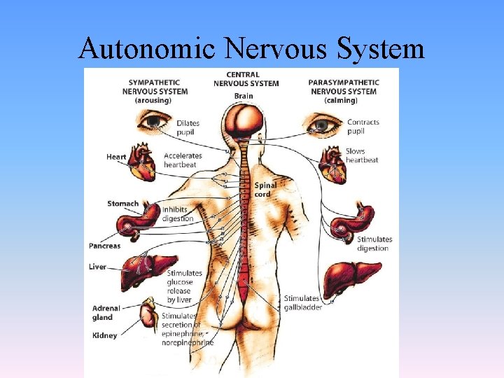 Autonomic Nervous System 