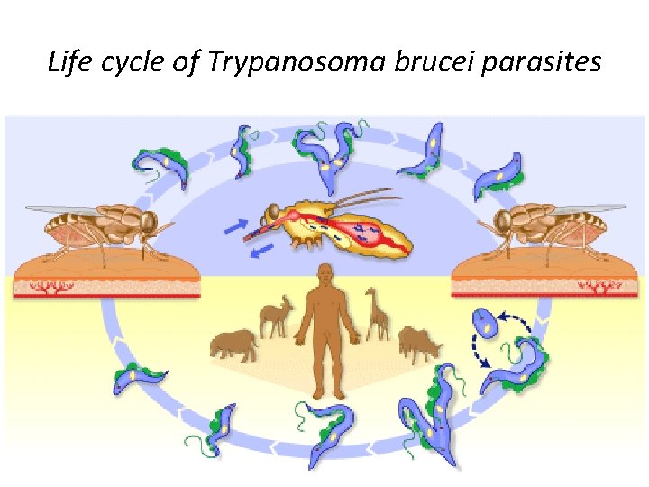 Life cycle of Trypanosoma brucei parasites 