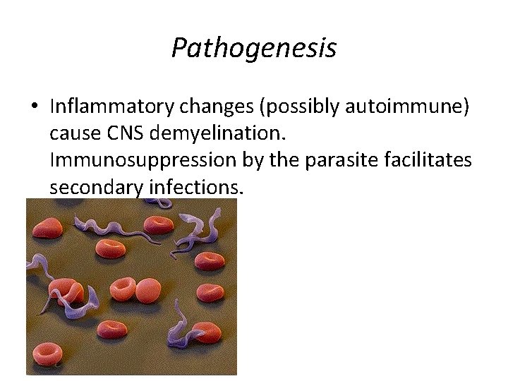 Pathogenesis • Inflammatory changes (possibly autoimmune) cause CNS demyelination. Immunosuppression by the parasite facilitates
