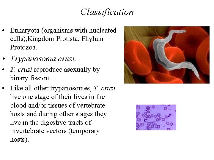 Classification • Eukaryota (organisms with nucleated cells), Kingdom Protista, Phylum Protozoa. • Trypanosoma cruzi.