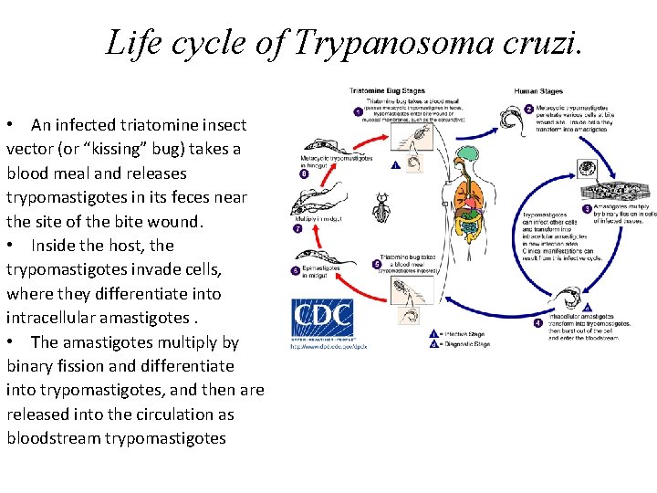 Life cycle of Trypanosoma cruzi. • An infected triatomine insect vector (or “kissing” bug)