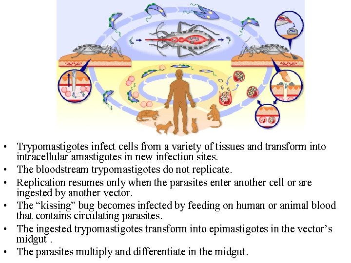  • Trypomastigotes infect cells from a variety of tissues and transform into intracellular