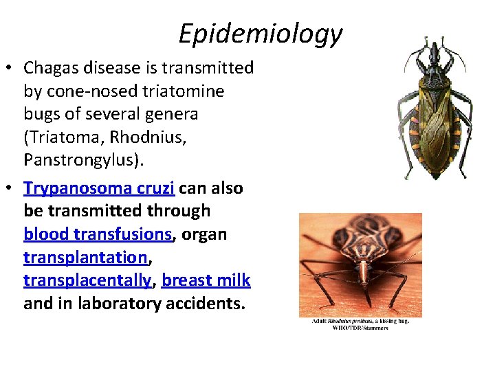 Epidemiology • Chagas disease is transmitted by cone-nosed triatomine bugs of several genera (Triatoma,