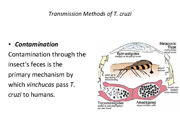 Transmission Methods of T. cruzi • Contamination through the insect's feces is the primary