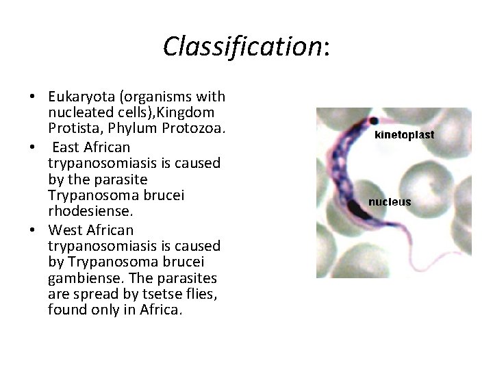 Classification: • Eukaryota (organisms with nucleated cells), Kingdom Protista, Phylum Protozoa. • East African