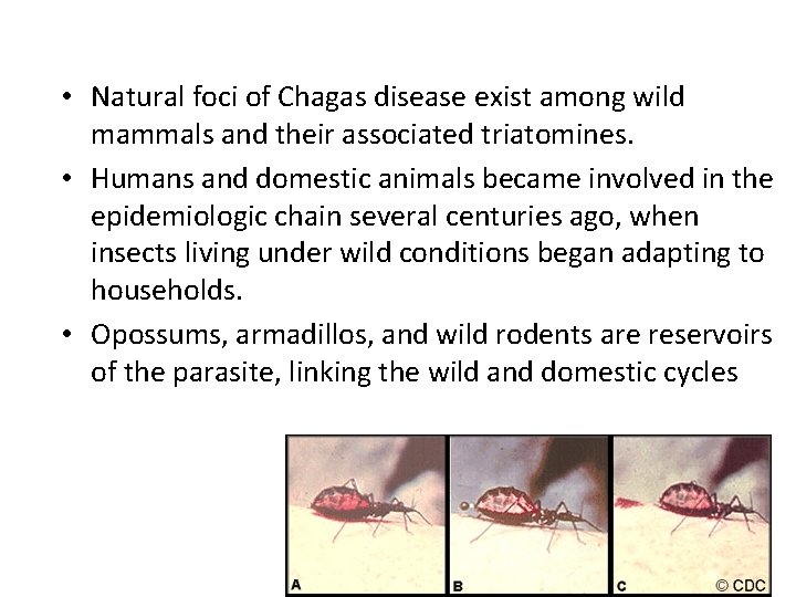  • Natural foci of Chagas disease exist among wild mammals and their associated