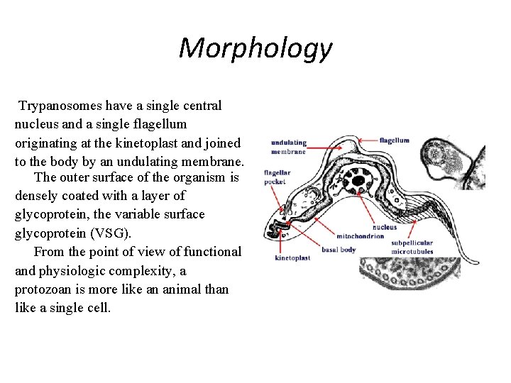 Morphology Trypanosomes have a single central nucleus and a single flagellum originating at the