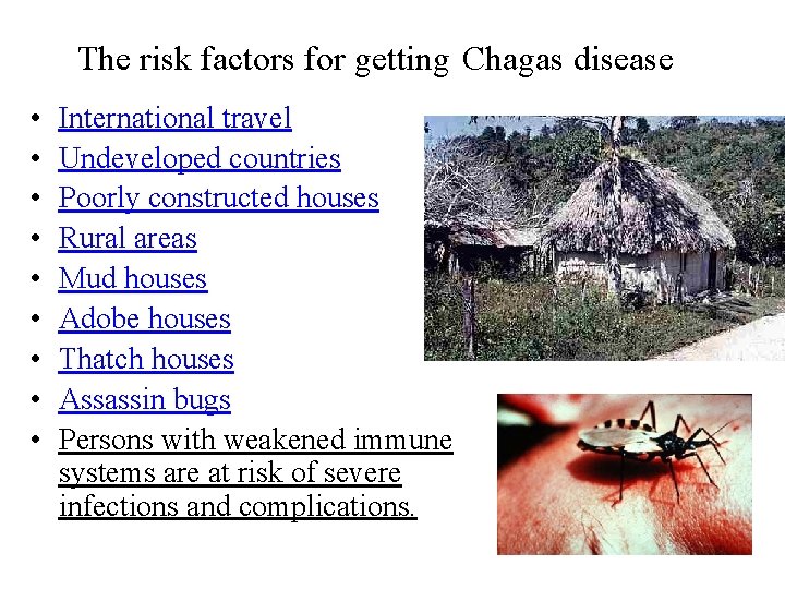The risk factors for getting Chagas disease • • • International travel Undeveloped countries