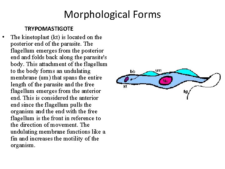 Morphological Forms TRYPOMASTIGOTE • The kinetoplast (kt) is located on the posterior end of