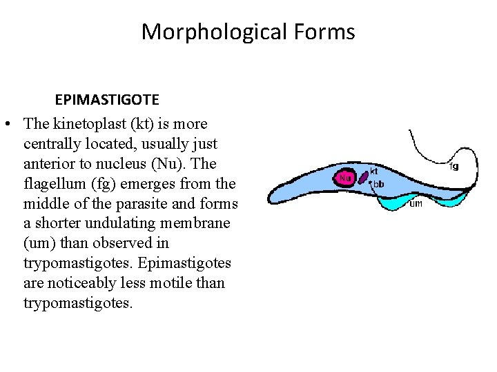 Morphological Forms EPIMASTIGOTE • The kinetoplast (kt) is more centrally located, usually just anterior