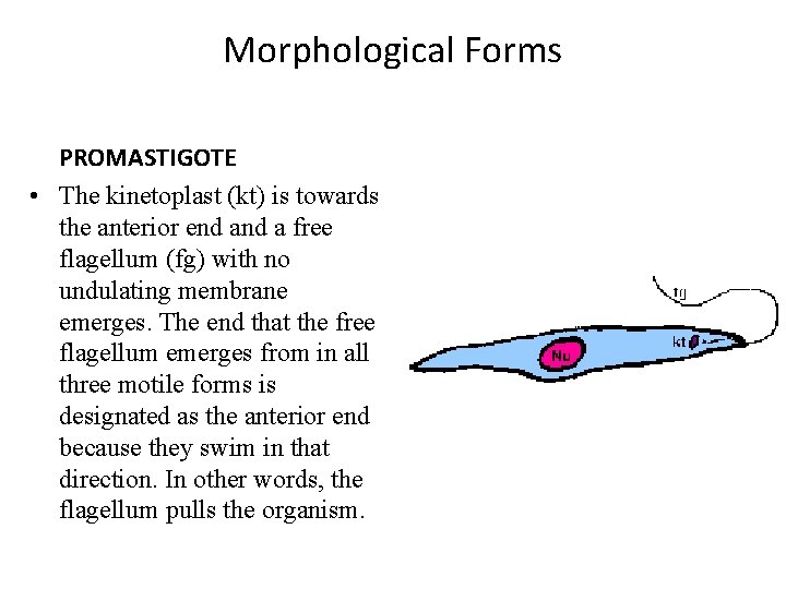 Morphological Forms PROMASTIGOTE • The kinetoplast (kt) is towards the anterior end a free