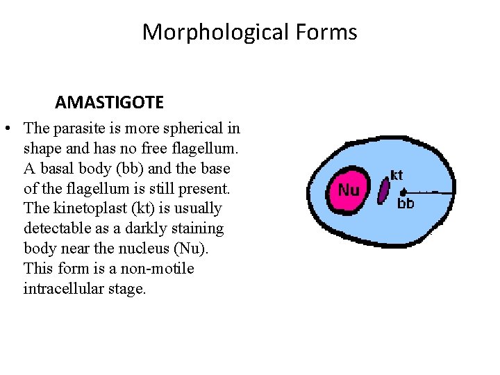 Morphological Forms AMASTIGOTE • The parasite is more spherical in shape and has no