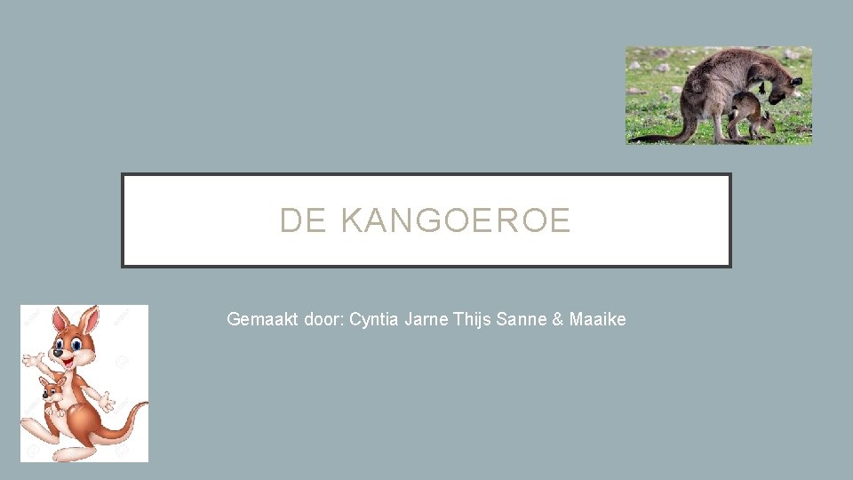 DE KANGOEROE Gemaakt door: Cyntia Jarne Thijs Sanne & Maaike 