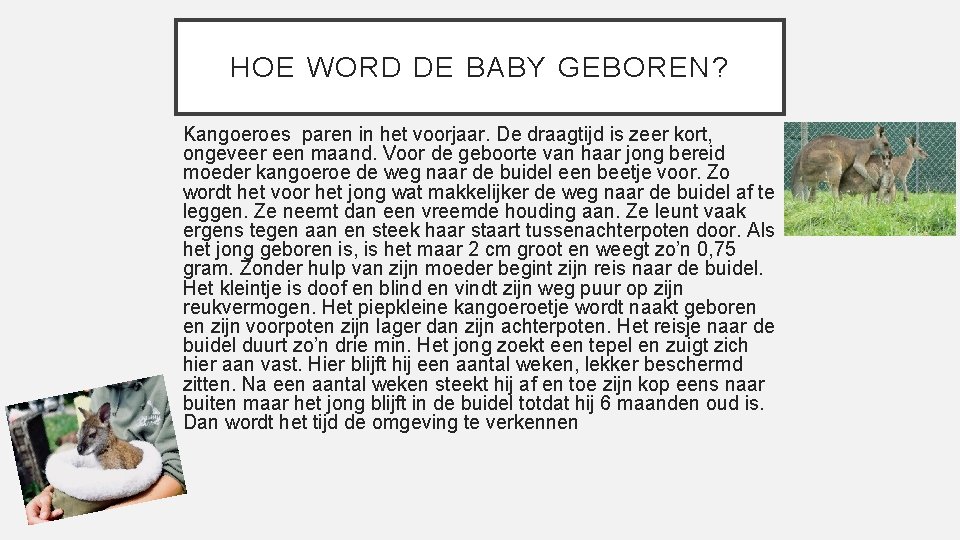 HOE WORD DE BABY GEBOREN? Kangoeroes paren in het voorjaar. De draagtijd is zeer