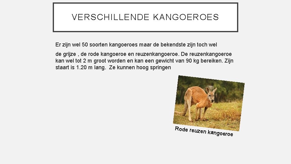 VERSCHILLENDE KANGOEROES Er zijn wel 50 soorten kangoeroes maar de bekendste zijn toch wel