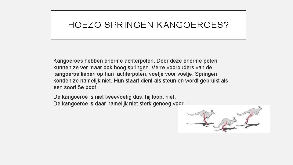 HOEZO SPRINGEN KANGOEROES? Kangoeroes hebben enorme achterpoten. Door deze enorme poten kunnen ze ver